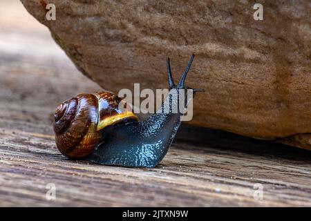 A grape snail crawls on a tree, against the background of a large stone, macro photography Stock Photo