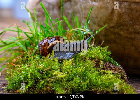 A grape snail crawls on green moss, against the background of a large stone, close-up Stock Photo