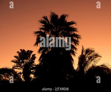 Silhouette of Washingtonia robusta (Mexican fan palm, Mexican washingtonia, Mexican Cotton fan palm), at sunset in Queensland garden, Australia Stock Photo