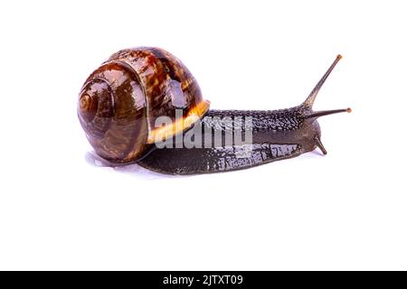 Grape snail, isolated on a white background, macro photography Stock Photo