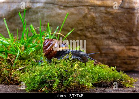 A grape snail crawls on green moss, against the background of a large stone, close-up Stock Photo