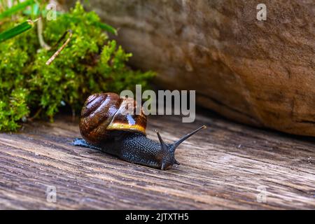 A grape snail crawls on a tree, against the background of a large stone and green moss, macro photography Stock Photo