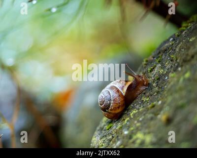 small snail on a rock in a garden Stock Photo