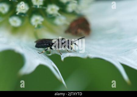 Closeup on a small male Common yellow face bee, Hylaeus communis sitting on an Eryngium giganteaum thistle leaf Stock Photo