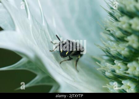 Closeup on a small female Common yellow face bee, Hylaeus communis sitting on an Eryngium giganteaum thistle leaf Stock Photo