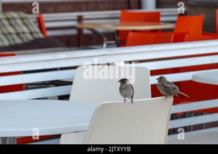 Two sparrows on a chair at sidewalk cafe Stock Photo
