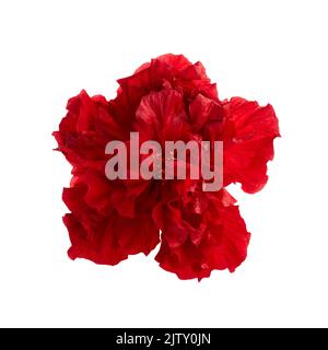 Double deep carmine, Hibiscus rosa-sinensis evergreen hibiscus Mrs George Davis isolated on white. Stock Photo