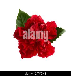 Double deep carmine, Hibiscus rosa-sinensis evergreen hibiscus Mrs George Davis isolated on white. Stock Photo