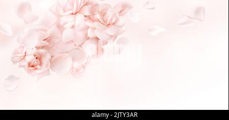 Pink rose flowers with petals on pink background. Top view. Pastel soft floral background. Stock Photo