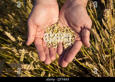 Close-up farmer's hands hold handful of grains of wheat, rye in wheat, rye field Stock Photo