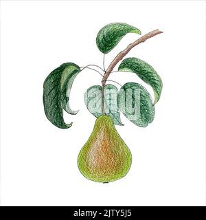 Pear branch with fruit and leaves, color hand-drawn pencil drawing, isolated, white background. Vector illustration.  Stock Vector