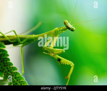 Australian Praying Mantis on a fern Stock Photo