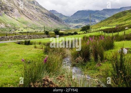 Foxgloves (Digitalis purpurea) flowering by a stream in Nant Ffrancon valley with view to Tryfan and Glyderau mountains in Snowdonia Gwynedd Wales UK Stock Photo