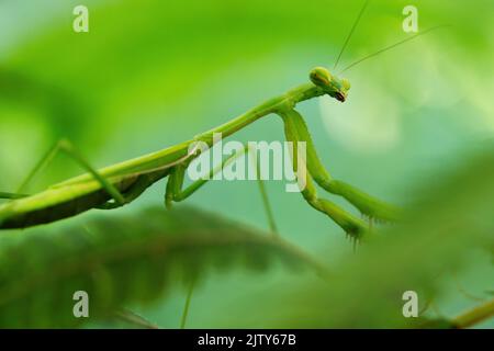 Australian Praying Mantis on a fern Stock Photo