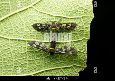 Wasp mimic moth species, Satara, Maharashtra, India Stock Photo