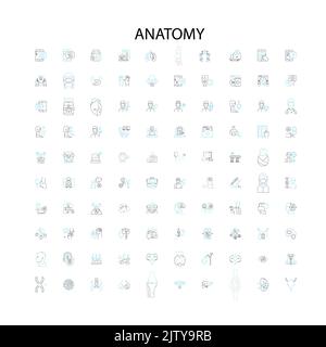 anatomy concept icons, signs, outline symbols, concept linear illustration line collection Stock Vector