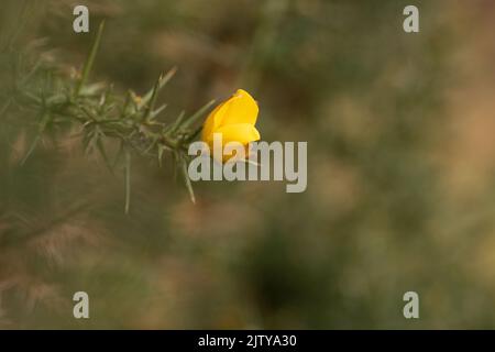 Yellow Thorned Common Gorse in Flower Stock Photo