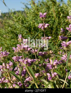 Vertical image of the tiered whorls of pink flowers on the herbaceous perennial known as 'Amazone' tuberous-rooted Jerusalem sage (Phlomis tuberosa 'A Stock Photo