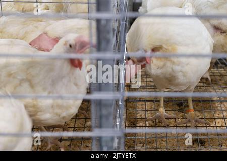 Hens standing on wire mesh floor at the Minnesota State Fair in St. Paul, Minnesota. Stock Photo