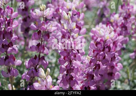 Pink flowering axillary raceme inflorescences of Lupinus Albifrons Austromontanus, Fabaceae, native in the San Bernardino Mountains, Summer. Stock Photo