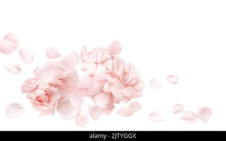 Pink rose petals and flowers isolated on white background. Top view. Pastel soft floral background. Stock Photo
