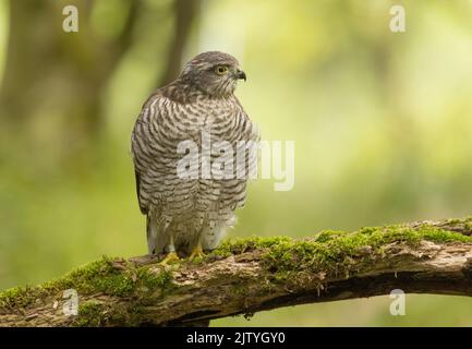 Sparrowhawk juvenile Stock Photo