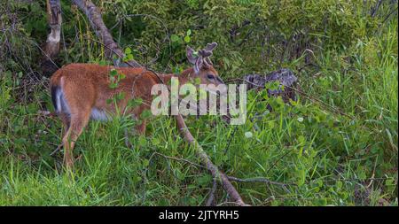 Young white-tailed buck eating aspen leaves along the shoreline in northern Wisconsin. Stock Photo