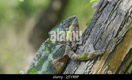 Close-up, Chameleon sits on tree trunk begins to shed its old skin. Panther chameleon (Furcifer pardalis) Stock Photo