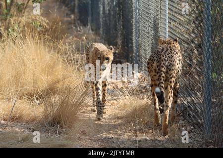 Two cheetahs in a zoo enclosure walking, one forward, the other backward. During the day with the sun coming from the right Stock Photo