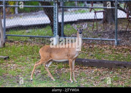 A deer close up standing in front of a chain link fence Stock Photo