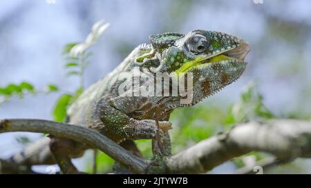 Close up of Сhameleon sits on a tree branch, licks his lips and looks around during molting. Panther chameleon (Furcifer pardalis). Stock Photo