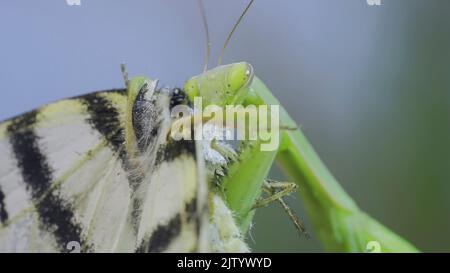 Green praying mantis sits on a tree branch and eats big butterfly caught. European mantis (Mantis religiosa) and Scarce swallowtail butterfly (Iphicli Stock Photo