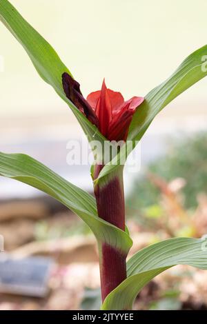 Roscoea purpurea 'Red Gurkha' Stock Photo