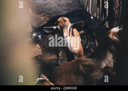 Brown colored young goat facing the camera among other herd of free range goats. Selective focus. Copy space. Stock Photo