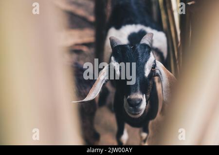 Head shot of free range goat with black, brown and white colored fur looking to the camera. Selective focus. Stock Photo