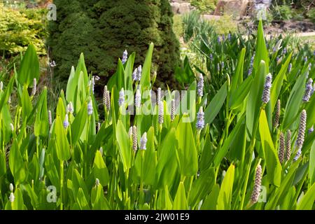 Giant Pickerel Weed Stock Photo