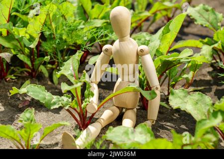 Growing young beets in the garden. The concept of Harvesting with a wooden dummy, selective focus Stock Photo