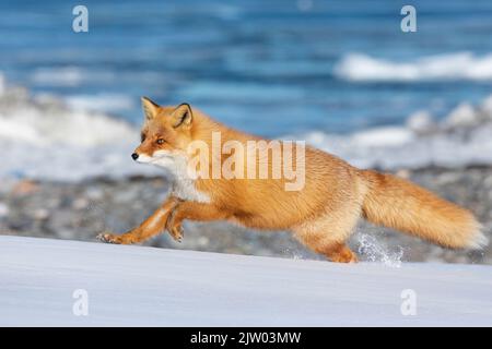 Ezo Red Fox  (Vulpes vulpes schrencki) running in snow, Hokkaido, Japan Stock Photo