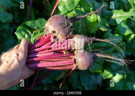 Farmer holding fresh vegetables. Harvesting beets and beet greens. Seasonal works of cultivation and harvesting vegetarian food in country side. Stock Photo
