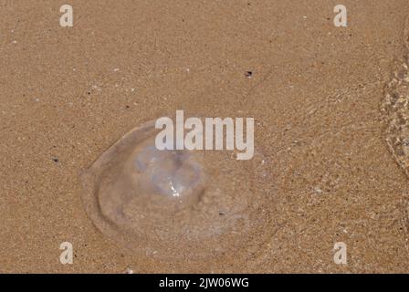 Jellyfish on the beach in shallow water Stock Photo