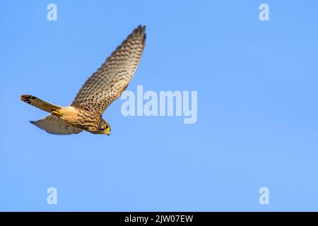 Common kestrel / European kestrel / Eurasian kestrel (Falco tinnunculus) hunting and looking for prey below female in flight against blue sky Stock Photo