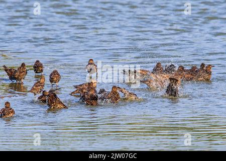 Flock of European starlings / common starlings (Sturnus vulgaris) bathing and splashing in shallow water of pond in late summer Stock Photo