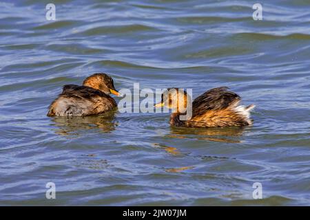 Two little grebes / dabchicks (Tachybaptus ruficollis / Podiceps ruficollis) in non-breeding plumage swimming in lake in late summer Stock Photo