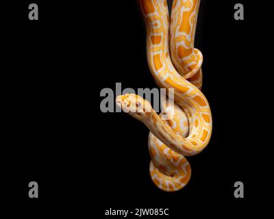Python molurus bivitattus is one of the largest species of snakes. It is native to a large area of Southeast Asia but is found as an invasive species Stock Photo