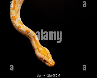 Molurus Python molurus bivitattus is one of the largest species of snakes. It ...