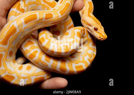 Python molurus bivitattus is one of the largest species of snakes. It is native to a large area of Southeast Asia but is found as an invasive species Stock Photo