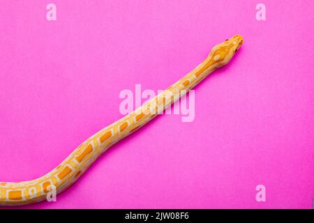 Python molurus bivitattus is one of the largest species of snakes. It is native to a large area of Southeast Asia but is found as an invasive species Stock Photo