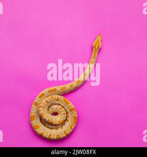 Python molurus bivitattus is one of the largest species of snakes. It is native to a large area of Southeast Asia but is found as an invasive species Stock Photo