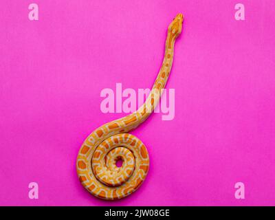 Python molurus bivitattus is one of the largest species of snakes. It is native to a large area of Southeast Asia but is found as an invasive species Stock Photo