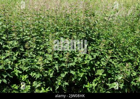 Nettle bed.  Urtica dioica. Common nettle. 2022 Stock Photo